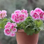 Villa Maestrale Con Veranda Coperta Giardino 4 3 Bagni *