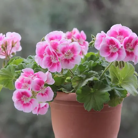 Βίλα Maestrale Con Veranda Coperta Giardino 4 3 Bagni *